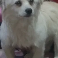 سگ نژادی چیتزو.پاکوتاه ماده