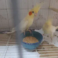 پرنده|پرنده|مشهد, امام خمینی|دیوار