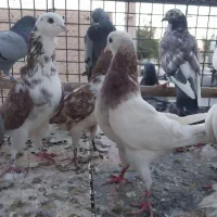 کفتر پرشی
