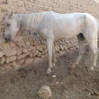 مادیان جوان درشت تیز برو خیلی آرام کاری باری سواری