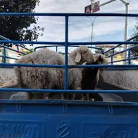 بره وگوسفندزنده بومی با قصاب رایگان