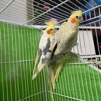 یک جفت عروس هلندی