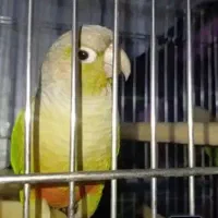 طوطی گرینچیک اناناسی