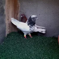 پرنده مخصوص خواص پسند ارزان تر از همه جا فقط ۳۰۰