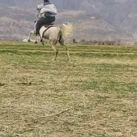 اسب|اسب و تجهیزات اسبسواری|مرودشت, نقش رستم|دیوار