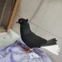 اشعل ماده|پرنده|باوی, |دیوار