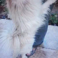 سگ پاپی|سگ|اصفهان, بابوکان|دیوار