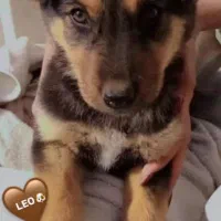 واگذاری سگ ژرمن دوبرمن