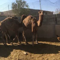 بچه شتر (حاشی)|حیوانات مزرعه|شاهرود, |دیوار