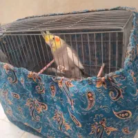 عروس هلندی سینامون