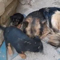 توله دوبرمن نر وماده