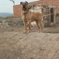 واگذاری سرابی اصیل|سگ|تهران, استاد معین|دیوار