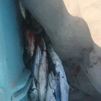 تور خباتی