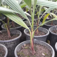 شمشادطلایی ویوکاوپالم|گل و گیاه طبیعی|رحیم‌آباد, |دیوار