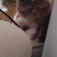 آماده جفتگیری|گربه|رشت, دیلمان|دیوار