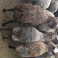 بره چاق پرواری