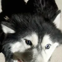 هاسکی (سیبرین)|سگ|ورامین, ورامین|دیوار