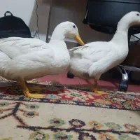 فروش اردک ۳ماه و نیمه