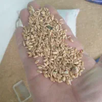 گندم آبی  .ویژه بذر|گل و گیاه طبیعی|شازند, |دیوار