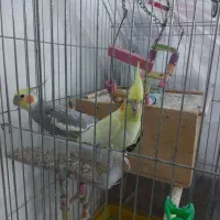 طوطی هلندی