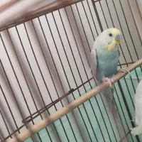 رینبو نر عتیقه.