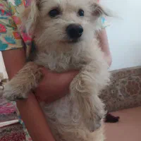 سگ شیزو کراس