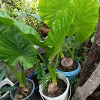 گل گیاه|گل و گیاه طبیعی|رشت, حمیدیان|دیوار