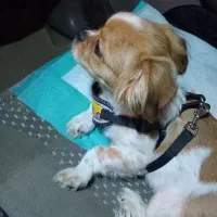 شیتزو سوپر فلت|سگ|شیراز, کیان آباد|دیوار