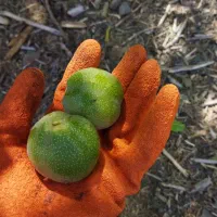 آگهی فروش ملک کشاورزی