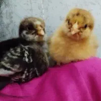 دو عدد جوجه گلپایگانی