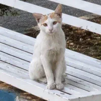 گربه  نژاد دار خیلی خوشکل