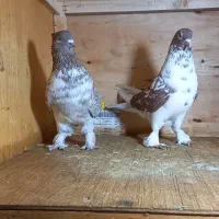 کبوتر|پرنده|اسلامشهر, شهرک احمدیه|دیوار