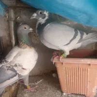 کفتر آلمانی نرو ماده