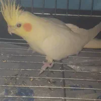 طوطی عروس دستی با قفس 1033