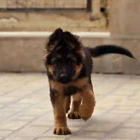 واگذاری سگ های ژرمن توله و بالغ