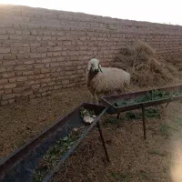 میش دورگ|حیوانات مزرعه|بردسیر, |دیوار