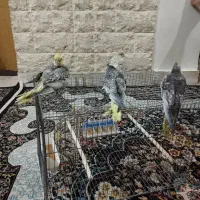 عروس هلندی|پرنده|بندرعباس, |دیوار