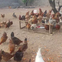 تخم مرغ محلی نطفه دار