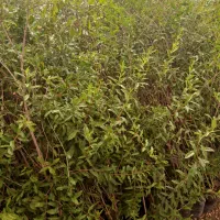 نهال انار شهرضا|خدمات باغبانی و درختکاری|اصفهان, سودان|دیوار