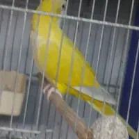 راهب نر بالغ