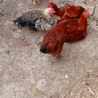 طلا محلی|پرنده|قائم‌شهر, |دیوار