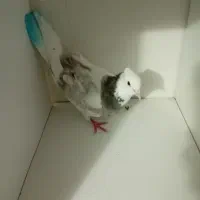 کفتر فروشی یامعاوضه