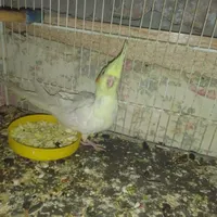 جوجه عروس هلندی  دوماهه و چهارماهه دانه خور|پرنده|زابل, |دیوار