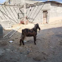 بزنر پاکستانی دوقلوزا پلنکی|حیوانات مزرعه|کرمانشاه, |دیوار