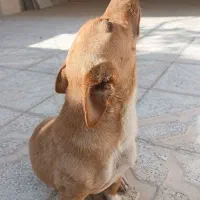 سگ پاکوتاه