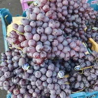 پخش عمده میوه وتره بار|خوردنی و آشامیدنی|تهران, خانی آباد نو جنوبی|دیوار