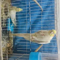 جفت عروس هلندی کار داده|پرنده|مشهد, حجت|دیوار