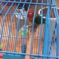 فروش طوطی کوتوله