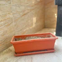 گلدان|گل و گیاه طبیعی|تهران, فلاح|دیوار