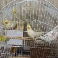 عروس هلندی|پرنده|چناران, |دیوار